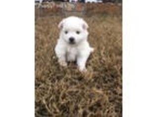 American Eskimo Dog Puppy for sale in Denton, TX, USA