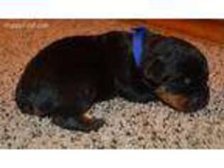 Rottweiler Puppy for sale in Oneida, NY, USA