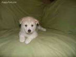 Mutt Puppy for sale in Woodbury, CT, USA