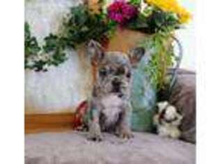 French Bulldog Puppy for sale in COMO, CO, USA