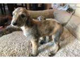 Afghan Hound Puppy for sale in San Antonio, TX, USA