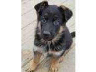 German Shepherd Dog Puppy for sale in Platteville, CO, USA
