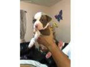 American Bulldog Puppy for sale in Hialeah, FL, USA