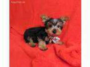 Yorkshire Terrier Puppy for sale in SPRINGFIELD, TN, USA