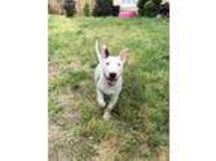 Bull Terrier Puppy for sale in Rancho Cucamonga, CA, USA