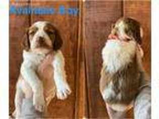 Brittany Puppy for sale in Uvalde, TX, USA