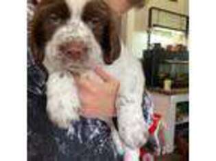 English Springer Spaniel Puppy for sale in Magnolia, TX, USA