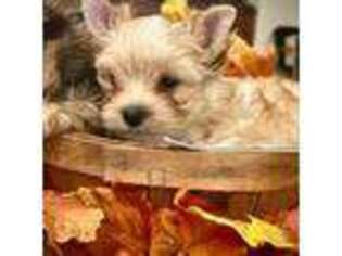Yorkshire Terrier Puppy for sale in Rocklin, CA, USA