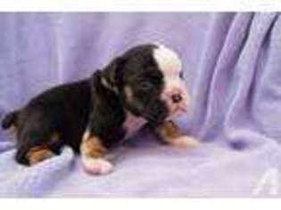 Bulldog Puppy for sale in INDIO, CA, USA