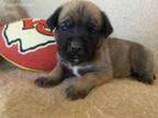 Mastiff Puppy for sale in Seymour, MO, USA
