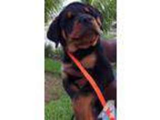 Rottweiler Puppy for sale in FORT LAUDERDALE, FL, USA