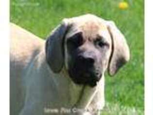 Mastiff Puppy for sale in Unionville, IA, USA