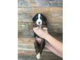 Bernese Mountain Dog Puppy for sale in Edmond, OK, USA