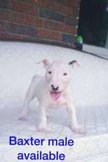 Bull Terrier Puppy for sale in Cincinnati, OH, USA