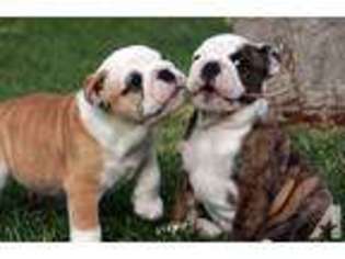 Bulldog Puppy for sale in CLEVELAND, OH, USA