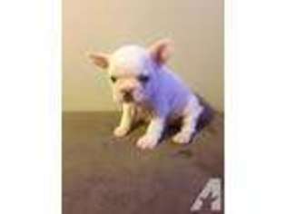 French Bulldog Puppy for sale in HAWKINSVILLE, GA, USA