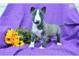Bull Terrier Puppy for sale in Cleveland, OH, USA