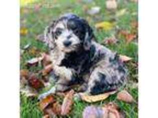 Cavapoo Puppy for sale in East Sparta, OH, USA