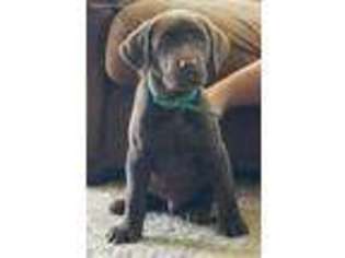 Labrador Retriever Puppy for sale in Emporia, KS, USA