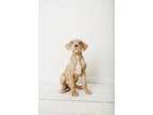 Great Dane Puppy for sale in Round Hill, VA, USA