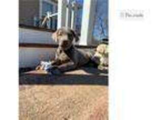 Labrador Retriever Puppy for sale in Anderson, IN, USA
