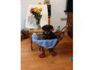 Rottweiler Puppy for sale in Newark, OH, USA