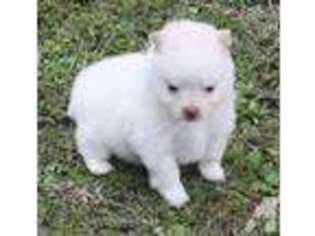 Pomeranian Puppy for sale in NEW CANEY, TX, USA