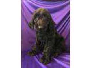 Goldendoodle Puppy for sale in New Orleans, LA, USA