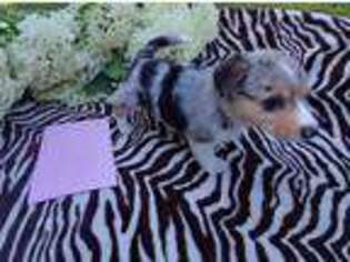 Pembroke Welsh Corgi Puppy for sale in Allen, MI, USA