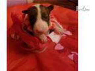 Bull Terrier Puppy for sale in Kansas City, MO, USA