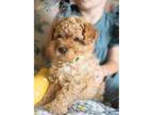 Cavachon Puppy for sale in Fort Collins, CO, USA