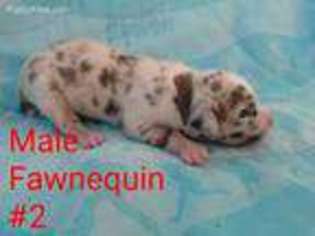 Great Dane Puppy for sale in Stephenville, TX, USA