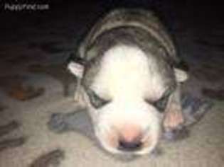 Siberian Husky Puppy for sale in Carthage, MO, USA