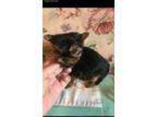 Yorkshire Terrier Puppy for sale in Silver Creek, GA, USA