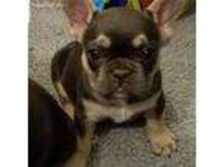 French Bulldog Puppy for sale in Granby, MA, USA