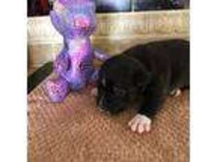 Staffordshire Bull Terrier Puppy for sale in Ocala, FL, USA