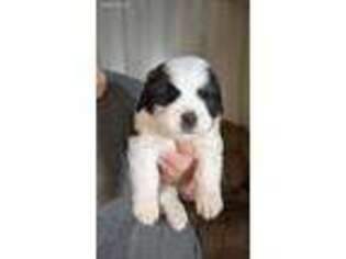Saint Bernard Puppy for sale in Brookville, OH, USA