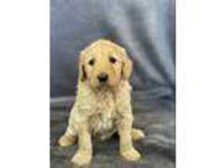 Goldendoodle Puppy for sale in San Fernando, CA, USA