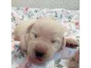 Labrador Retriever Puppy for sale in Moriches, NY, USA