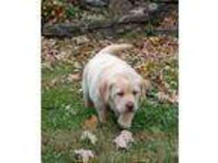 Labrador Retriever Puppy for sale in Vevay, IN, USA