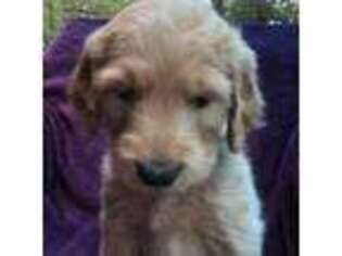 Goldendoodle Puppy for sale in Rockford, MI, USA