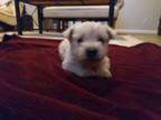 West Highland White Terrier Puppy for sale in Dacula, GA, USA
