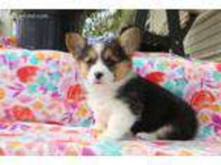 Pembroke Welsh Corgi Puppy for sale in Bourbon, IN, USA
