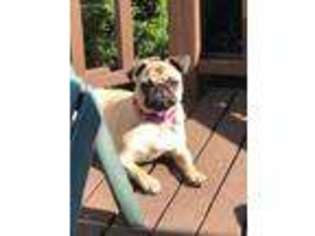Pug Puppy for sale in Bothell, WA, USA