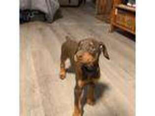 Doberman Pinscher Puppy for sale in Chepachet, RI, USA