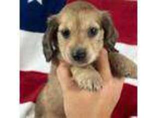 Dachshund Puppy for sale in Brent, AL, USA