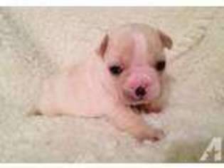 French Bulldog Puppy for sale in WASHINGTON, GA, USA
