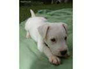 Jack Russell Terrier Puppy for sale in Gladewater, TX, USA