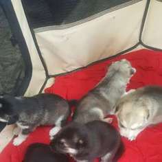 Siberian Husky Puppy for sale in Travis AFB, CA, USA