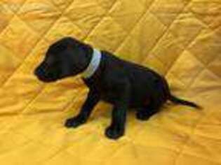 Great Dane Puppy for sale in Wrightstown, WI, USA